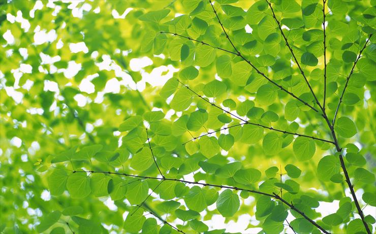 Green Leaves Widescreen Wallpapers - greenleaves09.jpg