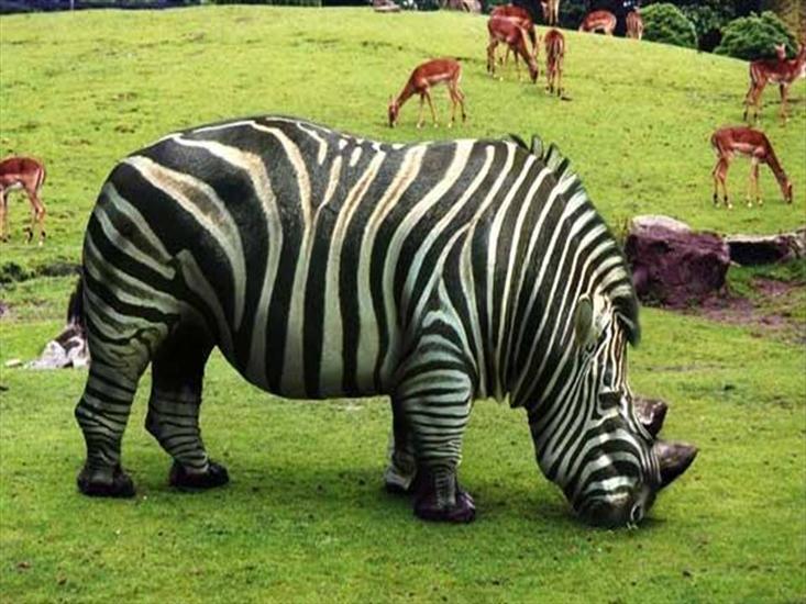 śmieszne - Hipo...zebra.jpg