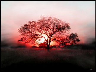Wschody i zachody słońca - autumn-sunset-tree-shaded-31000.jpg