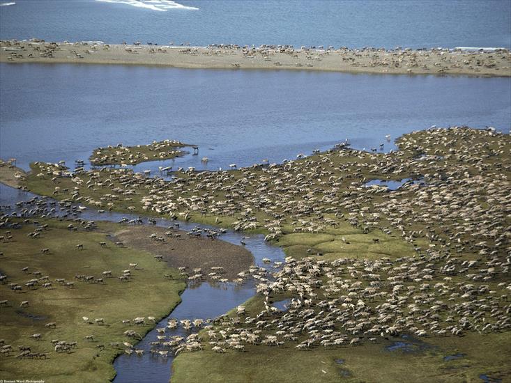 2 - Caribou Herd, Arctic National Wildlife Refuge, Alaska1.jpg