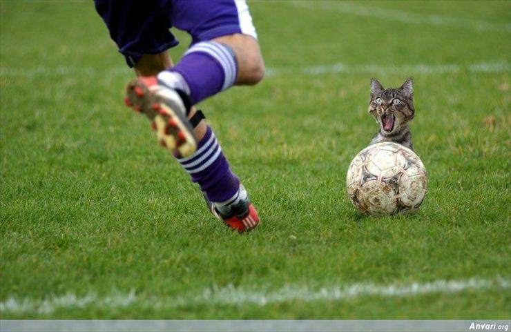 smieszne obrazki - Soccer_Cat_Kick.jpg