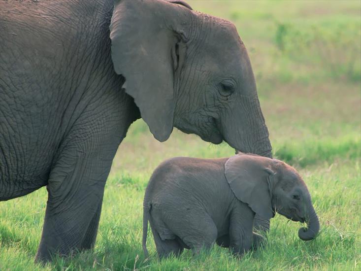Zwierzęta - tapeta słonie.jpg