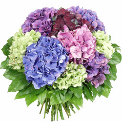 KWIATY - hortensia.gif