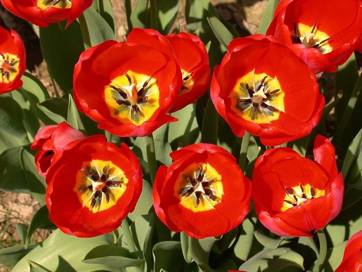 GIFY - tulip43.jpg