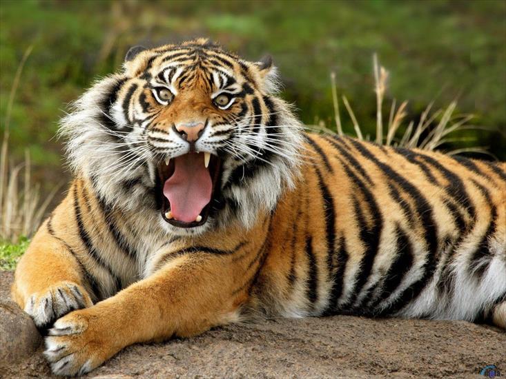 Zwierzęta - tapeta tygrys 2.jpg