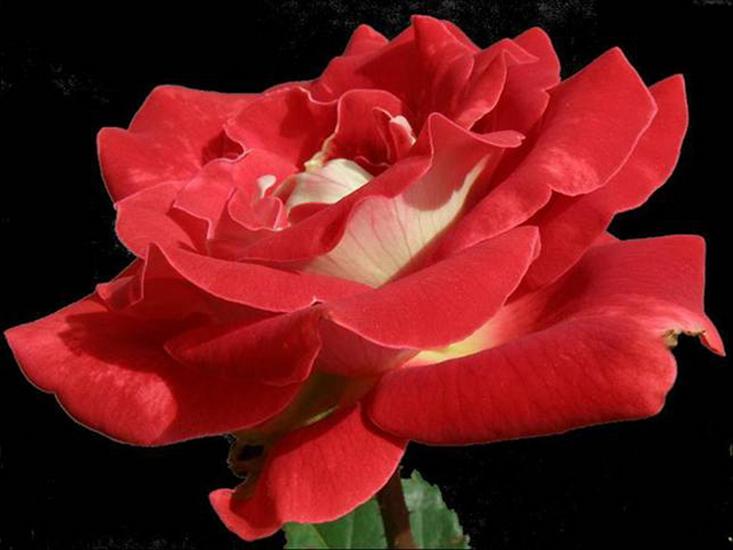 czerwone róże - roze2 152.jpg