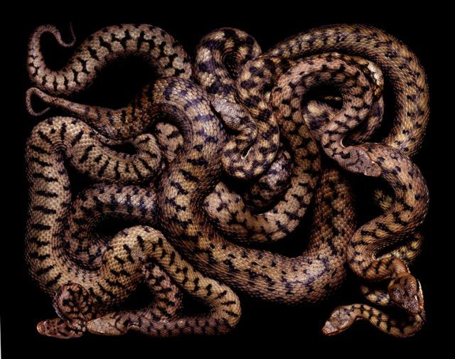 węże - snake_art_12.jpg