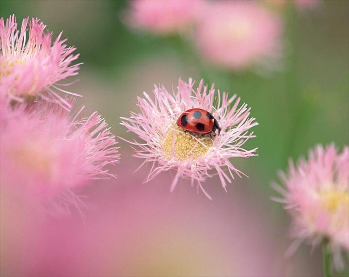 tapety różne - flowers.jpg