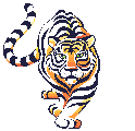 Koty dzikie - tigre4.gif
