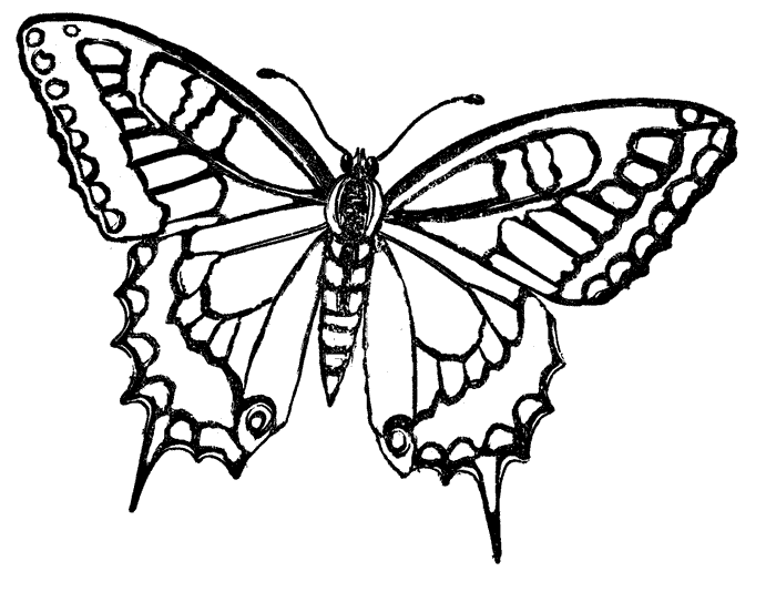 kolorowanki 2 - butterfly-coloring-pages-6.gif