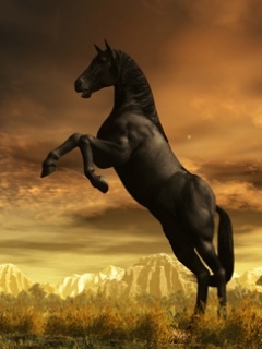 Konie - Zwierzaczki 43.jpg