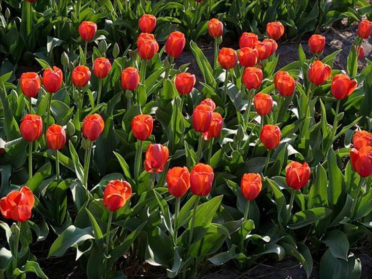 Tulipany - tulipany 70.jpg