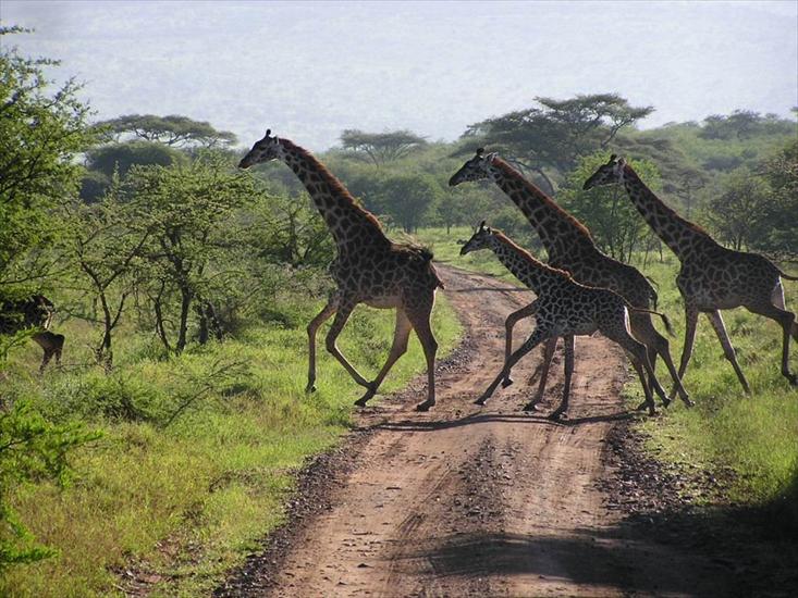 Park Narodowy Serengeti - e1b1c51e85e58076da572e4774987893f05c502f.jpg