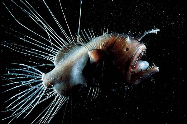 Dziwne zwierzęta - Ryba glebinowa.jpg