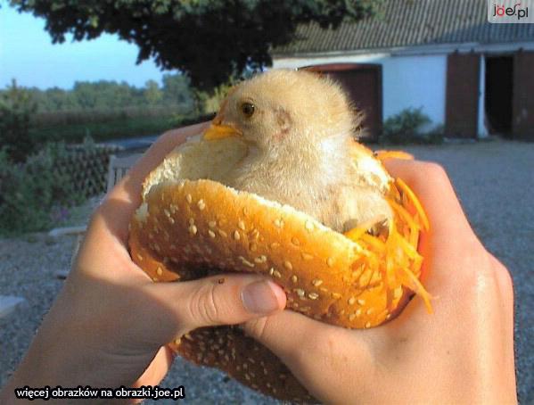 Zwierzęta - kurczaczek-na-sniadanie.gif.jpg