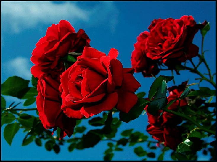 czerwone róże - x 13.jpg