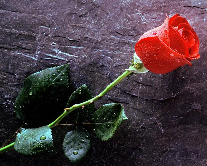 Róże - True_Love_Forever,_Red_Rose.jpg