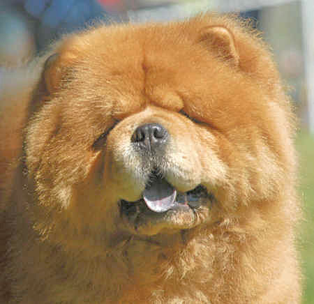 Psiaki - ChowChow_2006New.jpg