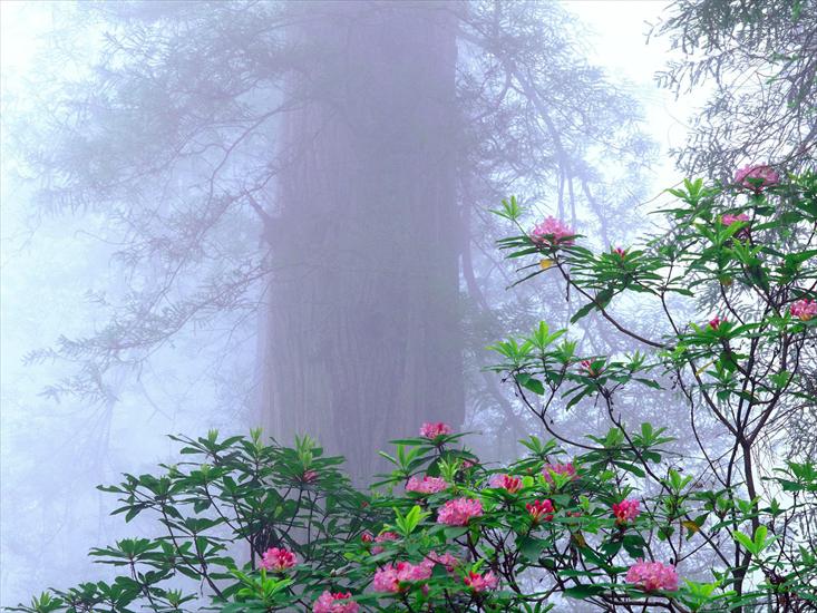 Różne - mgla i kwiatki1.jpg
