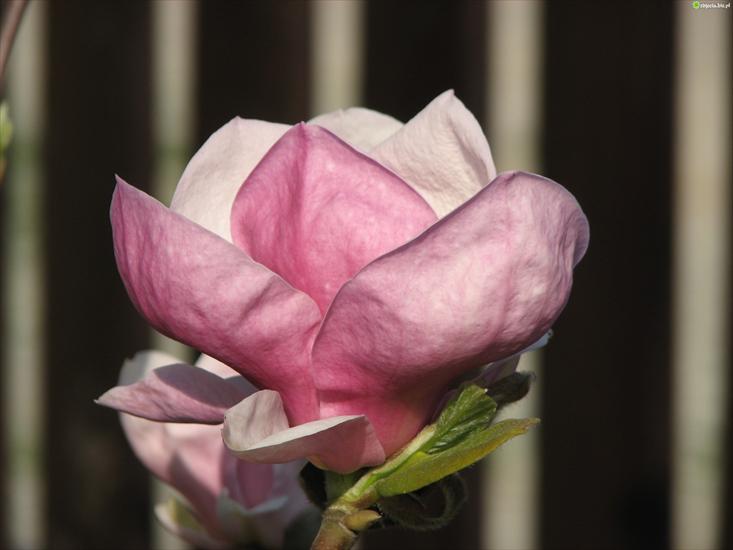 Kwiaty - kwiat-magnolii.jpeg