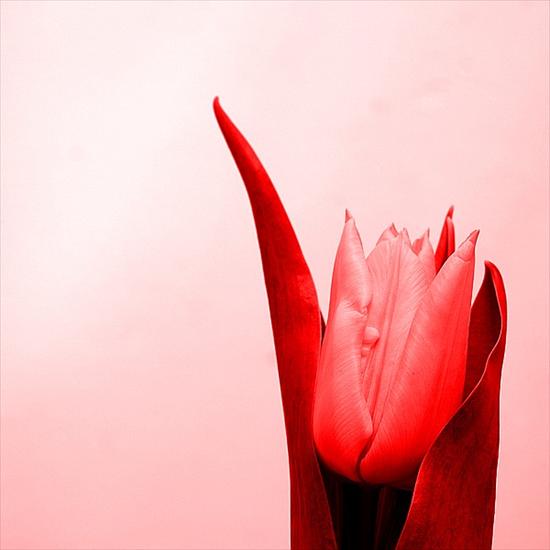 Tulipany - 262017.jpg