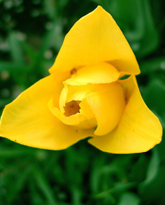 Tapetki - Tulipan żółty z góry.jpg