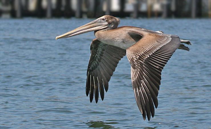 2 - Brown Pelican.jpg