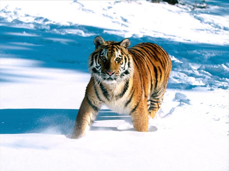 KOCIAKI - tygrys w śniegu.jpg