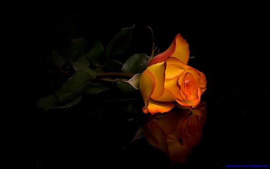 RÓŻA - Love-rosas-Love-Roses-romance_large.jpg
