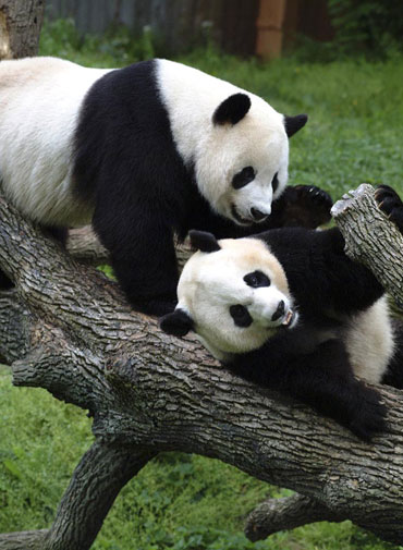 Pandas - 19.jpg