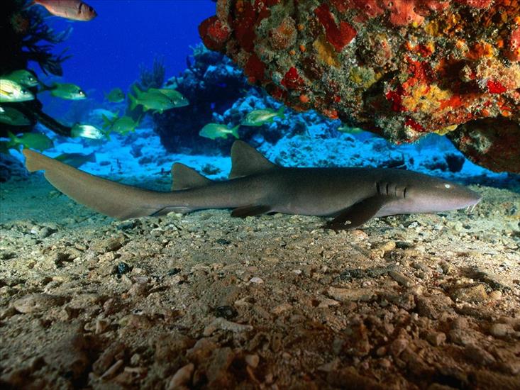 głębia oceanu - Nurse Shark, Virgin Islands.jpg