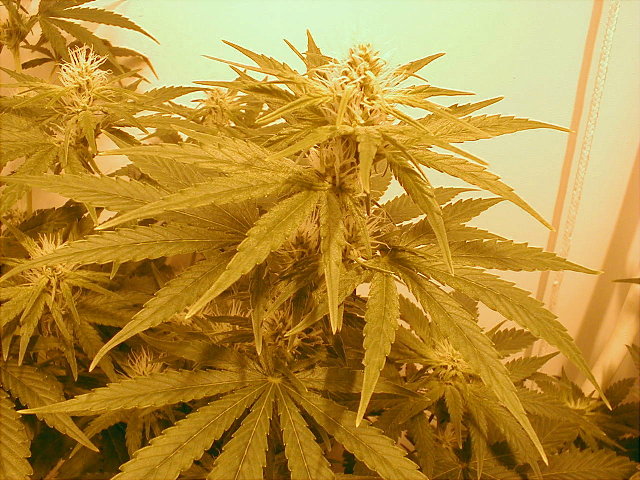 Tapety - cannabis 1.jpg