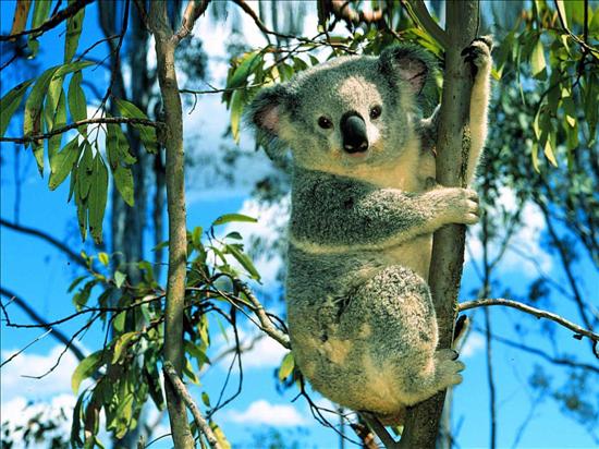 Misie - Koala.jpg