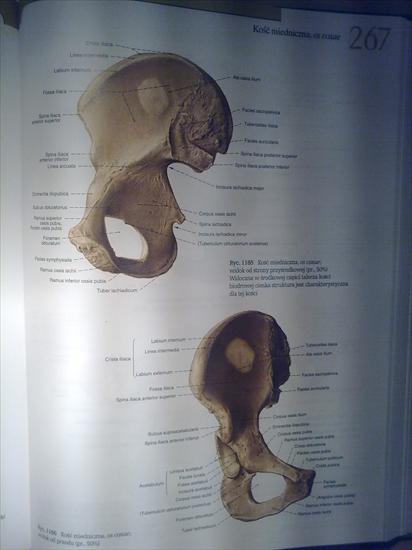 Anatomia - 21112009_007.jpg