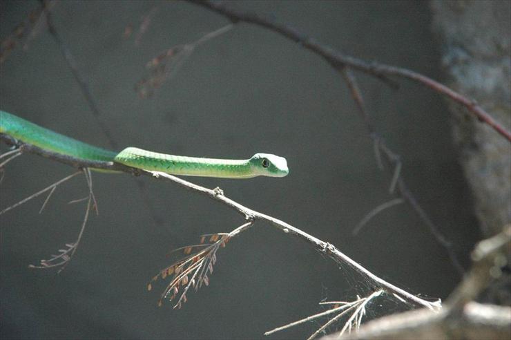 Park Narodowy Serengeti - overall-length-was-about-15-green-snake.jpg