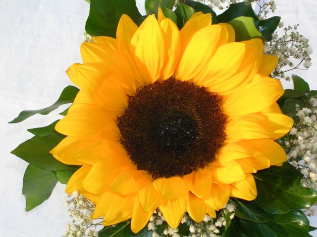 Super Kwiaty - mediumjqxabv472c388bbc47d.jpg