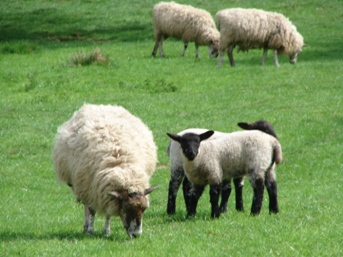 Owce - Owce.jpg