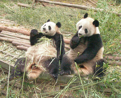 Pandas - 32.jpg