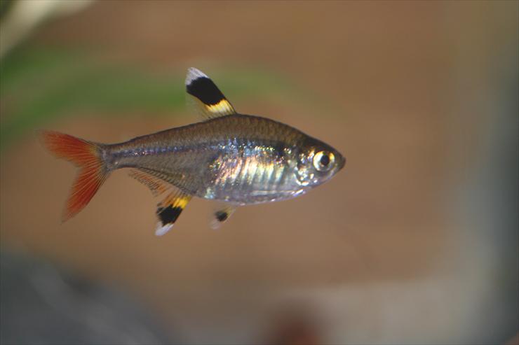 Rybki - Pristella_tetra11.jpg