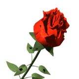 róża--piękny kwiat - thc_000271.gif