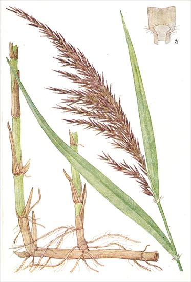 Trawy - Trzcina pospolita - Phragmaties communis.jpg