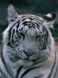 KOTY - white-tiger-5.jpg