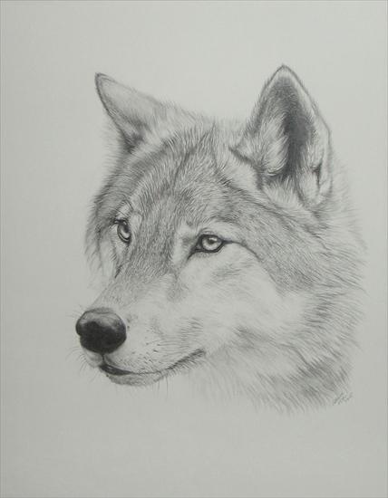wilki - Wolf2005.jpg