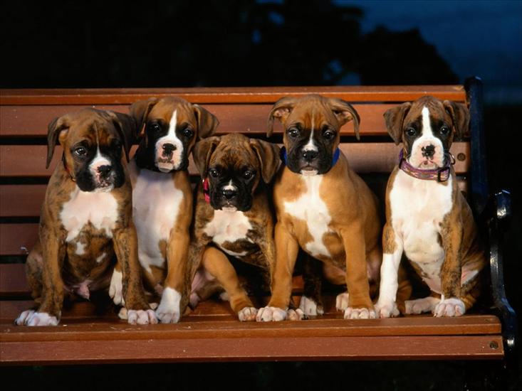 pieski - Boxer Puppies.jpg