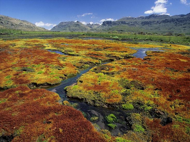krajobrazy na kompa - Colorful Mosses, Cedarberg Wilderness Area, Northern Cape, South Africa.jpg