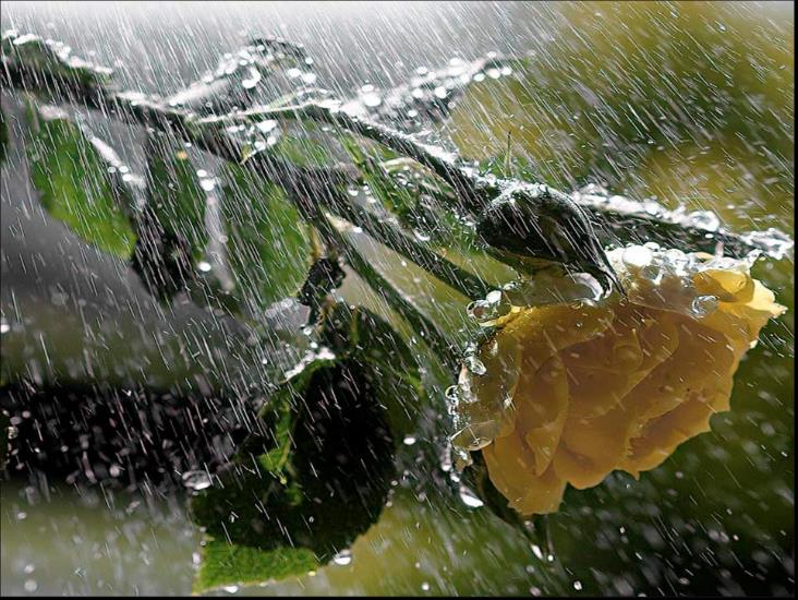 Krajobrazy wiosna - róża w deszczu.emf
