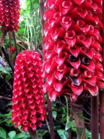 niezwykłe - hawaii_big_island_hawaii_tropical_botanical_garden_181_indonesian_ginger-1.JPG