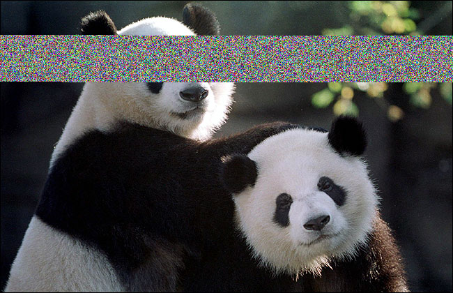 Pandas - 41.bmp