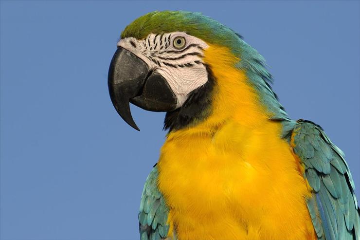 Tapety - Blue and Yellow Macaw, South America.jpg
