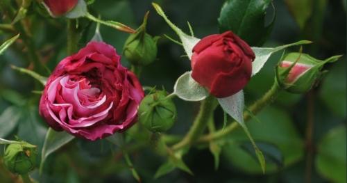 Róże - Róża.jpeg